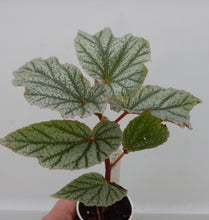 Load image into Gallery viewer, ***FROSTY*** Angel Wing Begonia  Rooted Starter Plant
