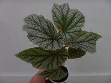 Load image into Gallery viewer, ***FROSTY*** Angel Wing Begonia  Rooted Starter Plant
