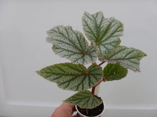 Load image into Gallery viewer, ***FROSTY*** Angel Wing Begonia  Rooted Starter Plant
