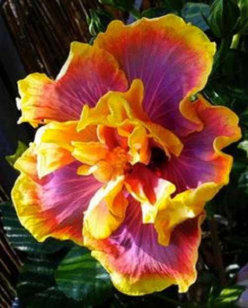 ***GATOR MAGIC*** Small Rooted Exotic Tropical Hibiscus  Starter Plant***AKA Fancy Hibiscus