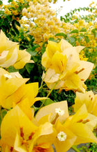 Load image into Gallery viewer, **GOLD**Live Bougainvillea Well Rooted Starter Plant
