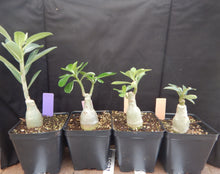 Load image into Gallery viewer, CF-22~~Grafted Adenium Obesum Desert Rose Plant
