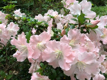 Load image into Gallery viewer, ~GWENDA~~Azalea Rhododendron Deciduous Starter Plant~~VERY RUFFLED SOFT PINK
