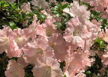 Load image into Gallery viewer, ~GWENDA~~Azalea Rhododendron Deciduous Starter Plant~~VERY RUFFLED SOFT PINK
