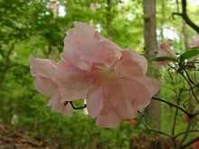 Load image into Gallery viewer, ~GWENDA~~Azalea Rhododendron Deciduous Starter Plant~~VERY RUFFLED SOFT PINK
