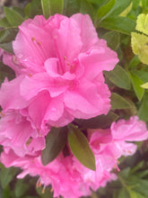 Load image into Gallery viewer, ~HALLIE~~Azalea Rhododendron Deciduous Starter Plant~~ORCHID PINK TRIPLE BLOOMS
