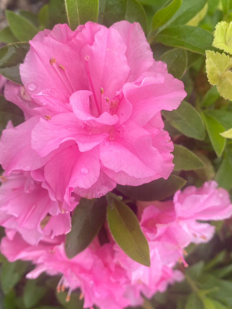 ~HALLIE~~Azalea Rhododendron Deciduous Starter Plant~~ORCHID PINK TRIPLE BLOOMS