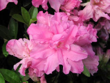 Load image into Gallery viewer, ~HALLIE~~Azalea Rhododendron Deciduous Starter Plant~~ORCHID PINK TRIPLE BLOOMS
