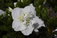 Load image into Gallery viewer, ~HARDY GARDENIA~Azalea Rhododendron Deciduous Starter Plant~~DOUBLE WHITE BLOOMS
