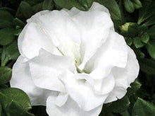 Load image into Gallery viewer, ~HARDY GARDENIA~Azalea Rhododendron Deciduous Starter Plant~~DOUBLE WHITE BLOOMS
