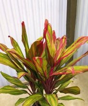 Load image into Gallery viewer, **HARLEQUIN** Cordyline Terminalis Hawaiian Ti Plant**AKA Good Luck Plants
