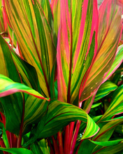 Load image into Gallery viewer, **HARLEQUIN** Cordyline Terminalis Hawaiian Ti Plant**AKA Good Luck Plants
