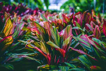 Load image into Gallery viewer, **HARLEQUIN** Cordyline Terminalis Hawaiian Ti Plant**AKA Good Luck Plants
