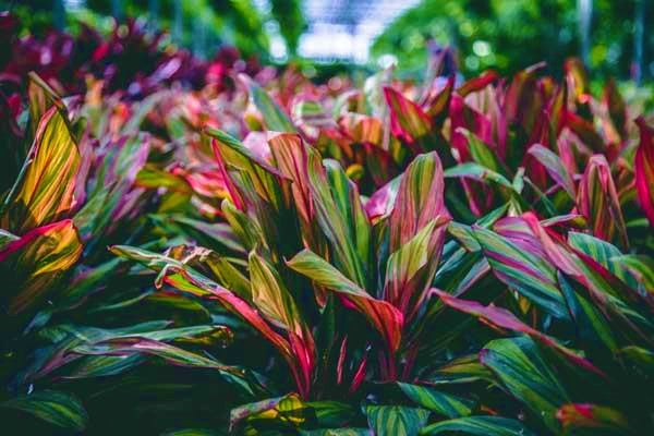 **HARLEQUIN** Cordyline Terminalis Hawaiian Ti Plant**AKA Good Luck Plants