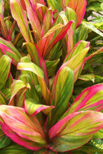 Load image into Gallery viewer, **HARLEQUIN** Cordyline Terminalis Hawaiian Ti Plant**AKA Good Luck Plants
