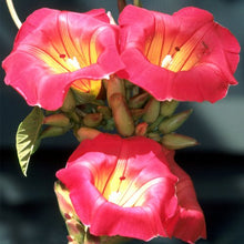 Load image into Gallery viewer, ~ HAWAIIAN SUNSET~Stictocardia Beraviensis Vine Plant ~Large Pink Yellow Flower~
