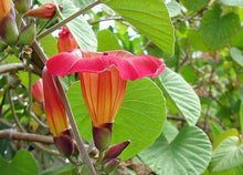 Load image into Gallery viewer, ~ HAWAIIAN SUNSET~Stictocardia Beraviensis Vine Plant ~Large Pink Yellow Flower~
