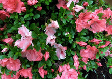 Load image into Gallery viewer, HILDA NIBLETT~Azalea Rhododendron Deciduous Starter Plant~~MULTI COLORS AT ONCE
