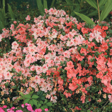 Load image into Gallery viewer, HILDA NIBLETT~Azalea Rhododendron Deciduous Starter Plant~~MULTI COLORS AT ONCE
