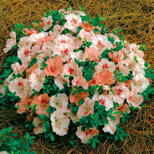 HILDA NIBLETT~Azalea Rhododendron Deciduous Starter Plant~~MULTI COLORS AT ONCE