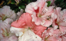 Load image into Gallery viewer, HILDA NIBLETT~Azalea Rhododendron Deciduous Starter Plant~~MULTI COLORS AT ONCE
