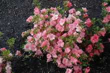 Load image into Gallery viewer, HILDA NIBLETT~Azalea Rhododendron Deciduous Starter Plant~~MULTI COLORS AT ONCE
