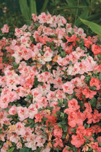 Load image into Gallery viewer, HILDA NIBLETT~Azalea Rhododendron Deciduous Starter Plant~~MULTI COLORS AT ONCE
