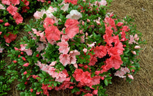 Load image into Gallery viewer, HILDA NIBLETT~Azalea Rhododendron Deciduous Starter Plant~~MULTI COLORS AT ONCE
