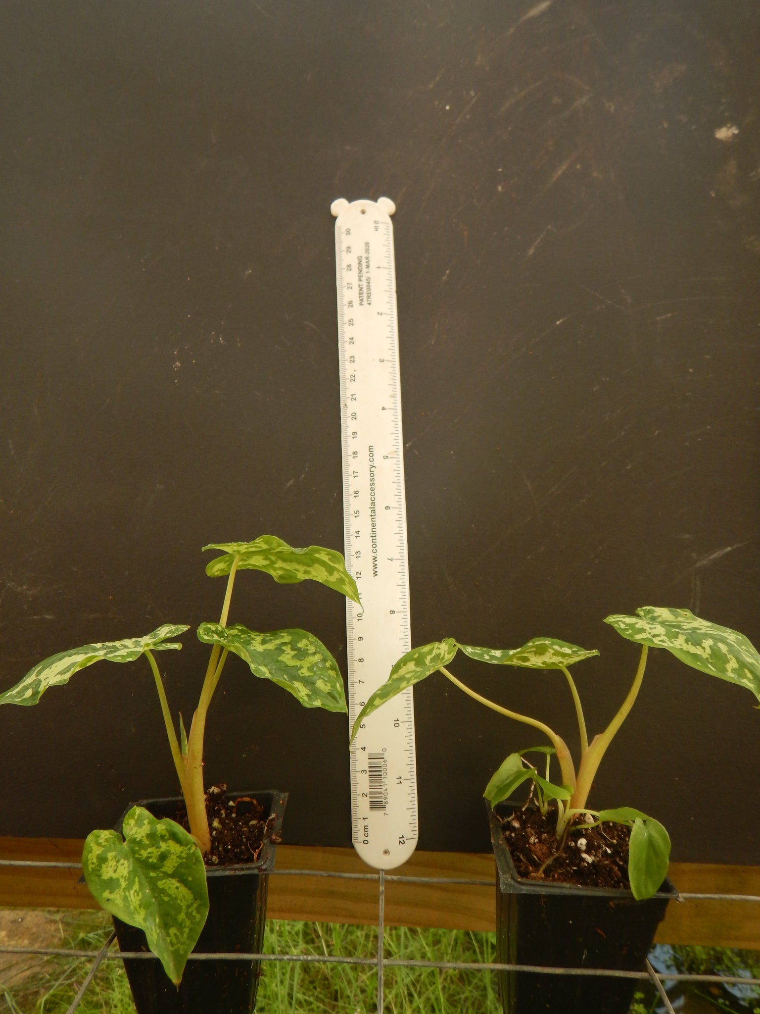 hilo beauty elephant ear plant HILO BEAUTY**Elephant Ear**Alocasia**SMALL Rooted Starter Plant**USA – Hope's Flower Garden