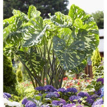 Load image into Gallery viewer, **HILO BEAUTY**Elephant Ear**Alocasia**SMALL Rooted Starter Plant**USA SELLER**
