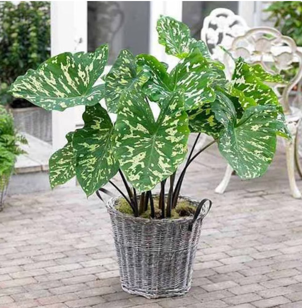 elephant ear plant small HILO BEAUTY**Elephant Ear**Alocasia**SMALL Rooted Starter Plant**USA –  Hope's Flower Garden