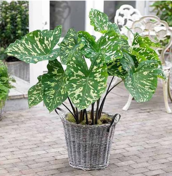 **HILO BEAUTY**Elephant Ear**Alocasia**SMALL Rooted Starter Plant**USA SELLER**