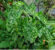 Load image into Gallery viewer, **HILO BEAUTY**Elephant Ear**Alocasia**SMALL Rooted Starter Plant**USA SELLER**
