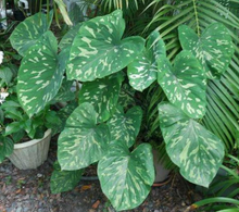 Load image into Gallery viewer, **HILO BEAUTY**Elephant Ear**Alocasia**SMALL Rooted Starter Plant**USA SELLER**
