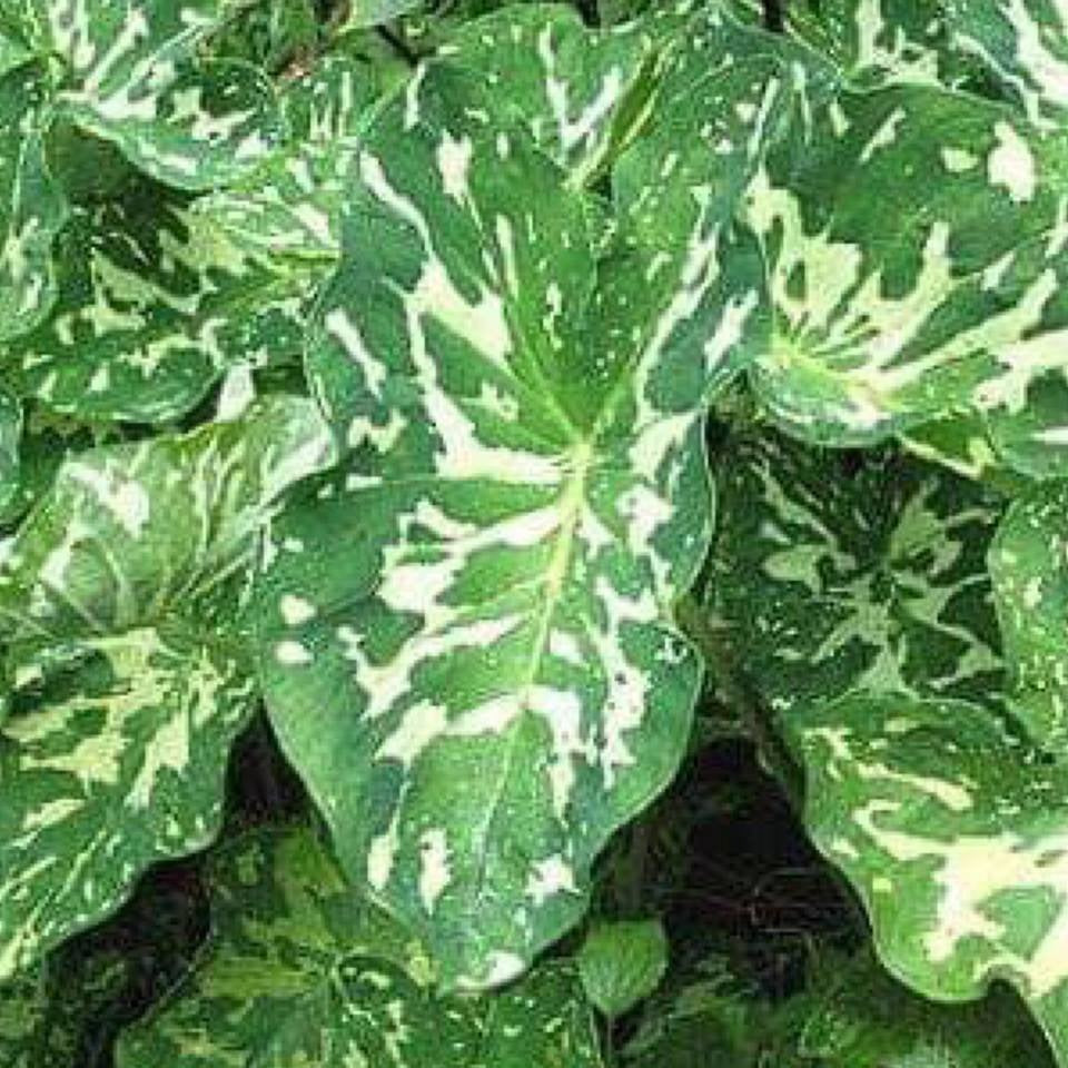 hilo beauty elephant ear plant HILO BEAUTY**Elephant Ear**Alocasia**SMALL Rooted Starter Plant**USA –  Hope's Flower Garden