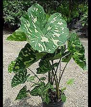 Load image into Gallery viewer, **HILO BEAUTY**Elephant Ear**Alocasia**SMALL Rooted Starter Plant**USA SELLER**
