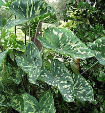 Load image into Gallery viewer, **HILO BEAUTY**Elephant Ear**Alocasia**SMALL Rooted Starter Plant**USA SELLER**
