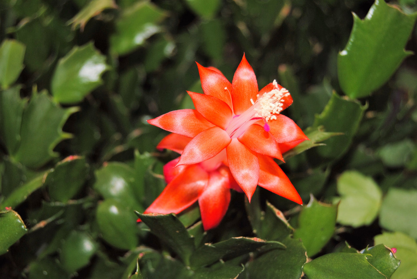 ***Indian Summer*** Christmas Cactus Schlumbergera Starter Plant