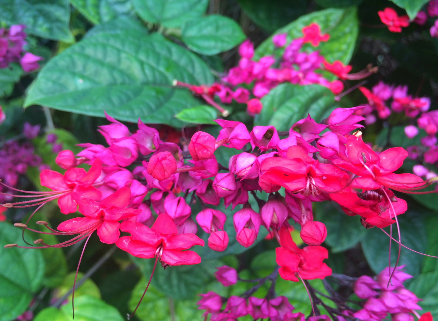 ~~JAVA RED~~Bleeding Heart Rooted Starter Plant~~Clerodendrum Delectum~Red & Purple