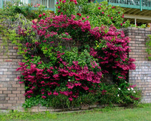 Load image into Gallery viewer, ~~JAVA RED~~Bleeding Heart Rooted Starter Plant~~Clerodendrum Delectum~Red &amp; Purple
