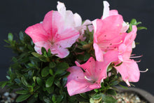 Load image into Gallery viewer, ~JOHGA~~Azalea Rhododendron Deciduous Starter Plant~~MULTI COLORS AT ONCE~
