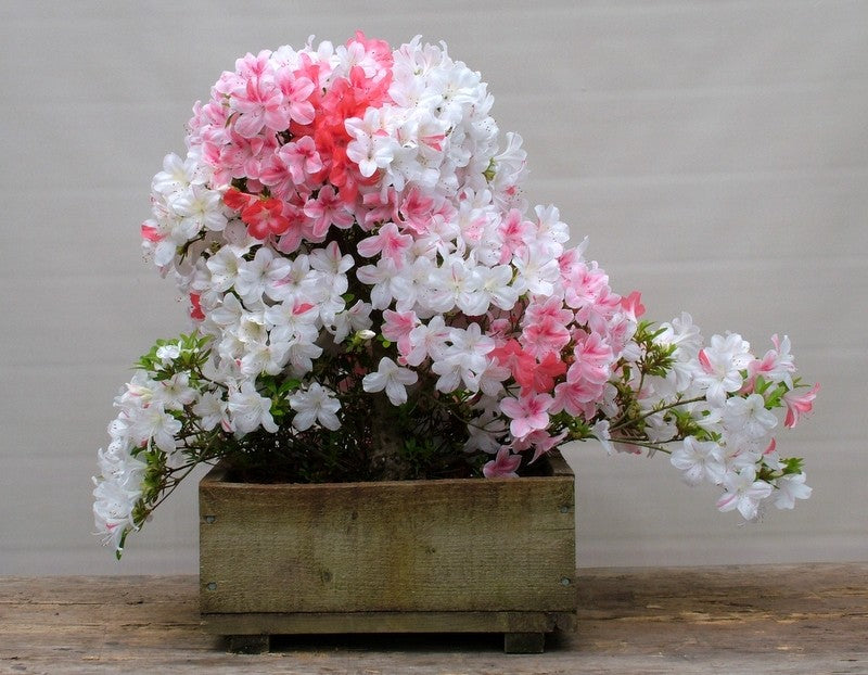 ~JOHGA~~Azalea Rhododendron Deciduous Starter Plant~~MULTI COLORS AT ONCE~