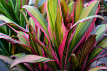 Load image into Gallery viewer, **KIWI** Cordyline Terminalis Hawaiian Ti Plant **AKA Good Luck Plants
