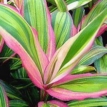 Load image into Gallery viewer, **KIWI** Cordyline Terminalis Hawaiian Ti Plant **AKA Good Luck Plants
