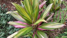 Load image into Gallery viewer, **KIWI** Cordyline Terminalis Hawaiian Ti Plant **AKA Good Luck Plants
