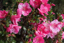 Load image into Gallery viewer, KOBAI 2~~Azalea Rhododendron Deciduous Starter Plant~~STUNNING BI-COLOR BLOOMS
