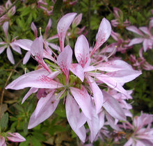 Load image into Gallery viewer, ~KOROMO SHIKIBU ~~Azalea Rhododendron Deciduous Starter Plant~ VERY RARE!
