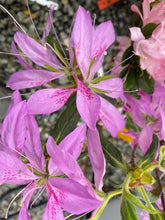 Load image into Gallery viewer, ~KOROMO SHIKIBU ~~Azalea Rhododendron Deciduous Starter Plant~ VERY RARE!
