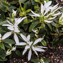 Load image into Gallery viewer, ~KOROMO WHITE SPIDER ~~Azalea Rhododendron Deciduous Starter Plant~ VERY RARE!
