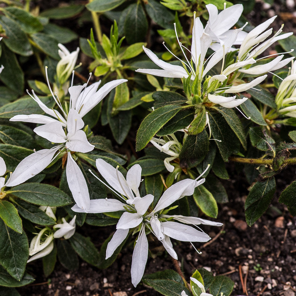 ~KOROMO WHITE SPIDER ~~Azalea Rhododendron Deciduous Starter Plant~ VERY RARE!